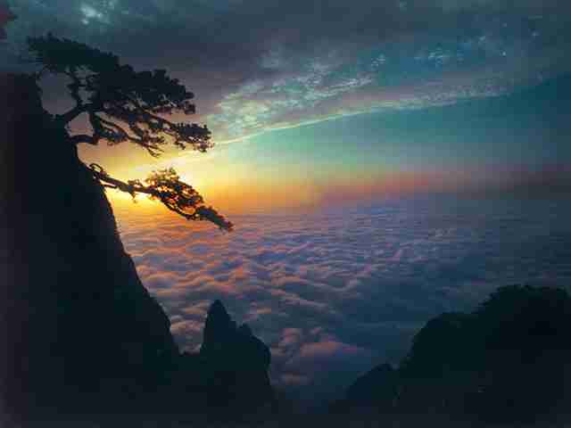 贵州工程应用技术学院校花向星眠